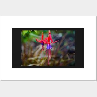 Fuchsia Flower - Dark Background Foliage Posters and Art